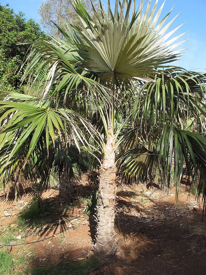 Coccothrinax proctorii Palmpedia Palm Grower's Guide