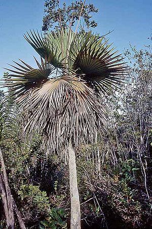 Hemithrinax rivularis Palmpedia Palm Grower's Guide