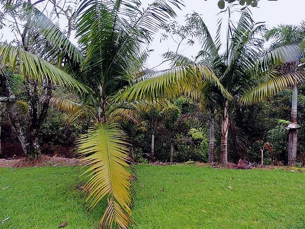 Rhopaloblaste augusta - Palmpedia - Palm Grower's Guide