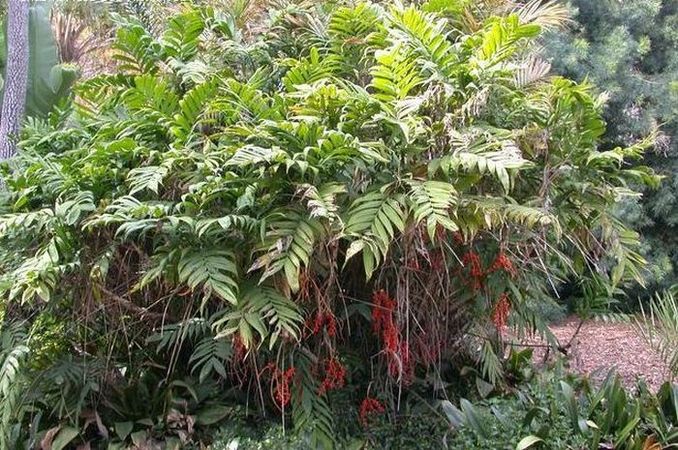 Graines de Chamaedorea microspadix - Palmier-bambou - Boutique Végétale
