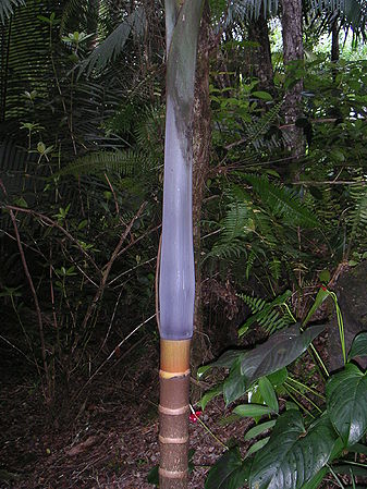 Dictyocaryum lamarckianum Palmpedia Palm Grower's Guide