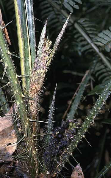 File:Cl2787775.jpg