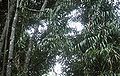 Thumbnail for version as of 23:58, 28 February 2015