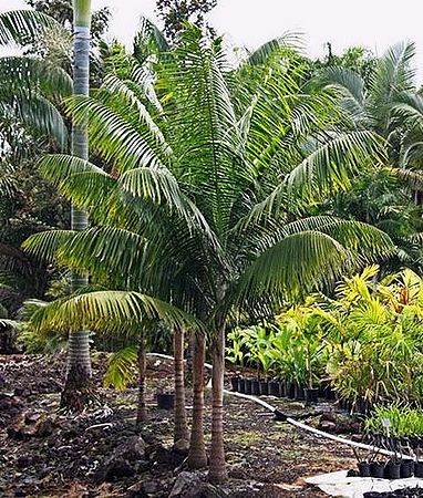 Rhopaloblaste elegans - Palmpedia - Palm Grower's Guide