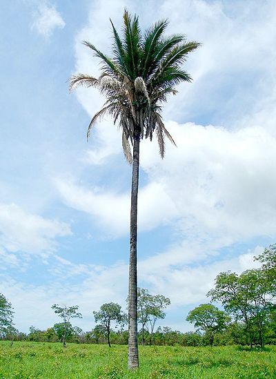 TÌNH YÊU CÂY CỎ ĐV 10  - Page 83 400px-4278776255_2197a7c51c_o