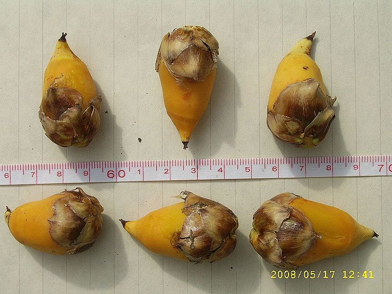 File:Byfig 4.JPG