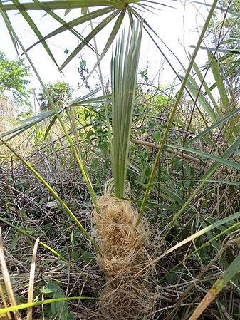 Coccothrinax crinita Palmpedia Palm Grower's Guide