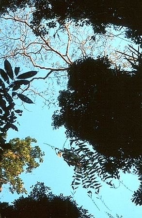 Desmoncus giganteus Palmpedia Palm Grower's Guide