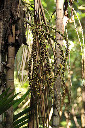 Rhopaloblaste singaporensis - Palmpedia - Palm Grower's Guide