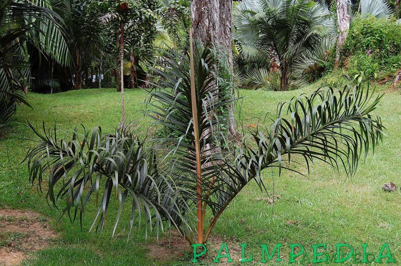 File:Honkona.jpg