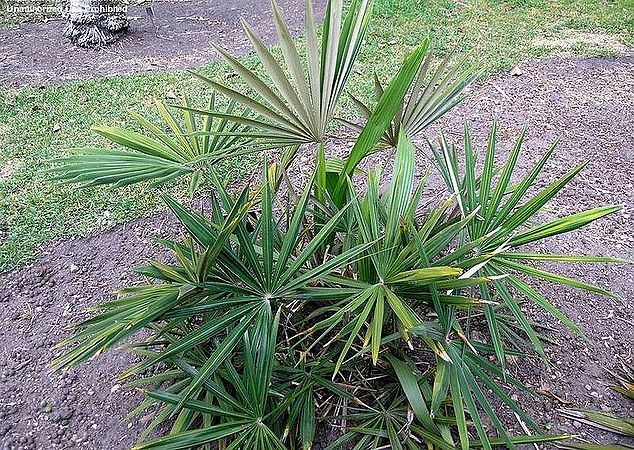 Guihaia argyrata Palmpedia Palm Grower's Guide