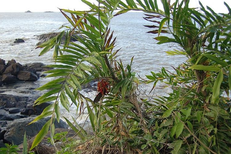 Desmoncus orthacanthos Palmpedia Palm Grower's Guide