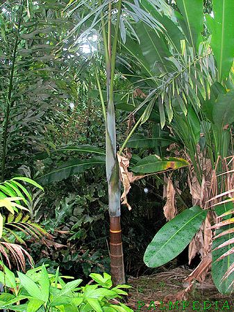 Dictyocaryum lamarckianum Palmpedia Palm Grower's Guide