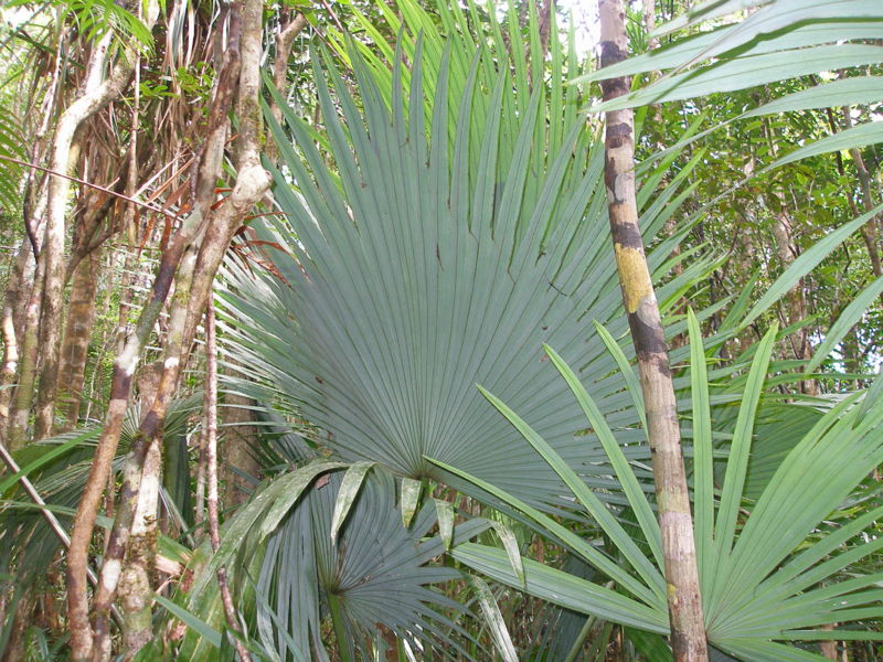 File:P1010267 Satranala decussilvae.JPG