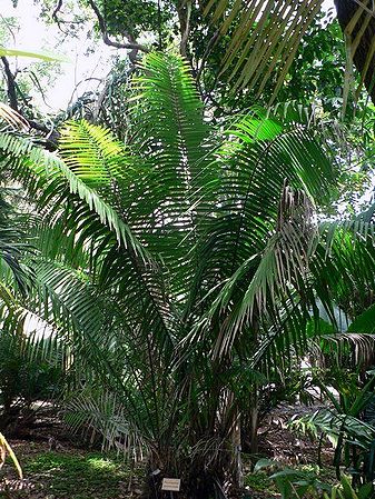 Phytelephas macrocarpa00.jpg
