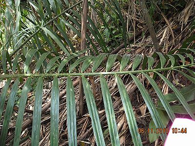 Calamus simplicifolius - Palmpedia - Palm Grower's Guide