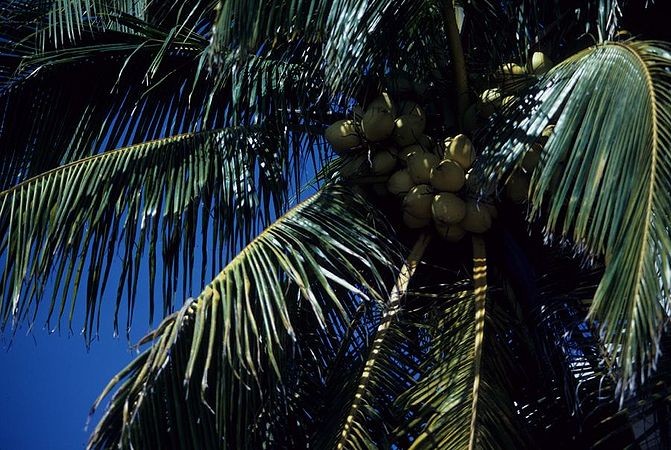 Cocos nucifera31.jpg