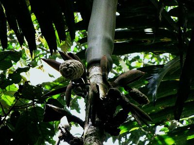 Wettinia augusta - Palmpedia - Palm Grower's Guide