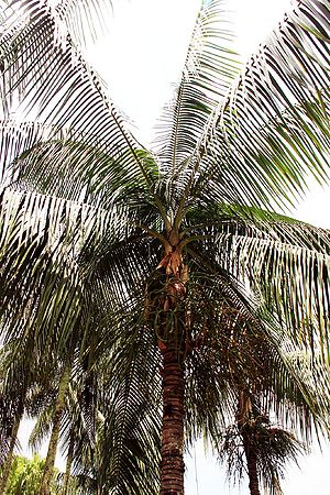 Rhopaloblaste ceramica - Palmpedia - Palm Grower's Guide
