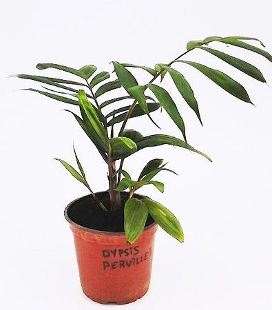 Dypsis PervilleiWEB.jpg