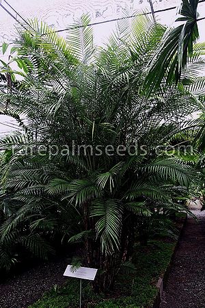 Rhopaloblaste singaporensis - Palmpedia - Palm Grower's Guide
