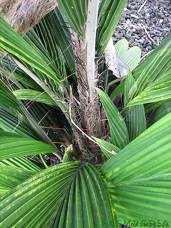 Bactris militaris Palmpedia Palm Grower's Guide