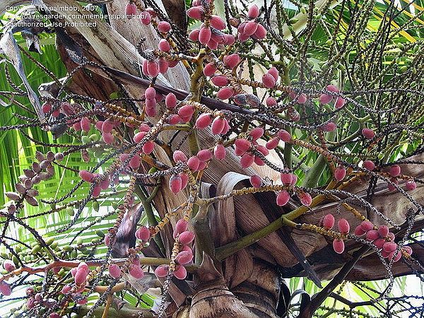 Rhopaloblaste ceramica - Palmpedia - Palm Grower's Guide
