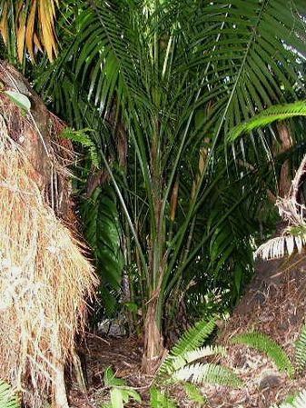 Rhopaloblaste singaporensis - Palmpedia - Palm Grower's Guide