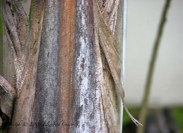 Ceroxylon ventricosum Palmpedia Palm Grower's Guide