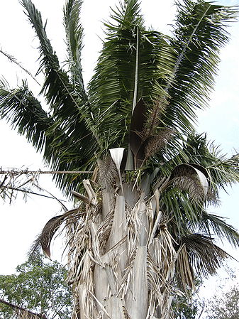 Attalea speciosa Palmpedia Palm Grower's Guide