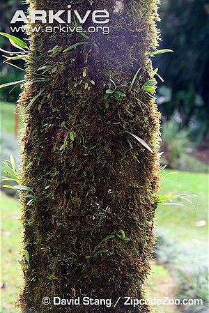 Kentiopsis oliviformis Palmpedia Palm Grower's Guide