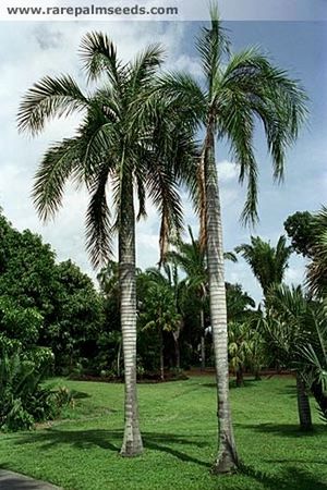 Pseudophoenix lediniana - Palmpedia - Palm Grower's Guide