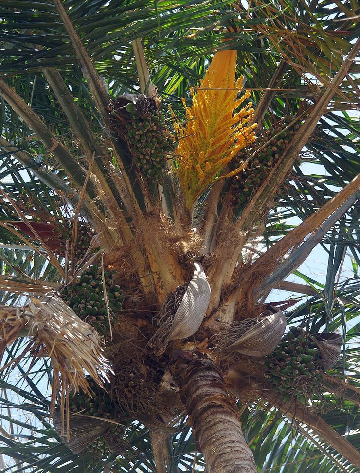 Syagrus comosa - Palmpedia - Palm Grower's Guide