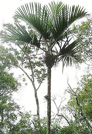 Clinosperma bracteale Palmpedia Palm Grower's Guide