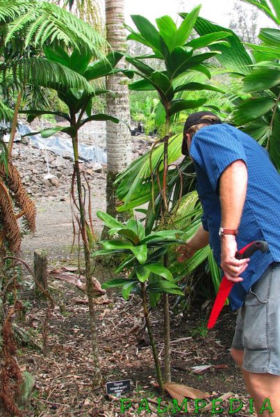 File:Dypsis hildebrantii.jpg