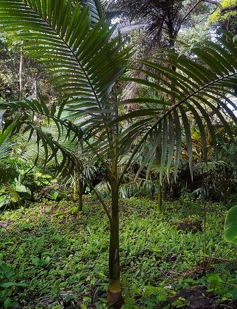 Archontophoenix maxima Palmpedia Palm Grower's Guide