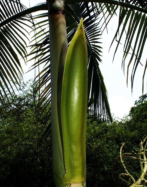 Archontophoenix tuckeri Palmpedia Palm Grower's Guide
