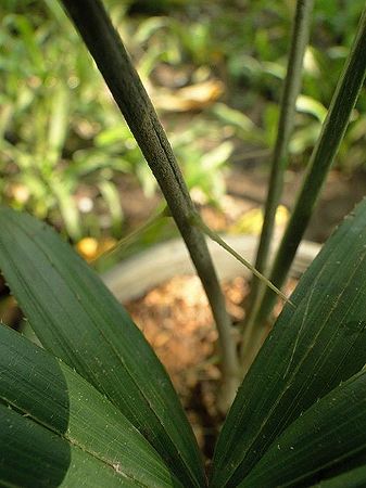 Calamus siamensis - Palmpedia - Palm Grower's Guide