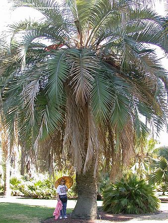 Butia x Jubaea - Palmpedia - Palm Grower's Guide