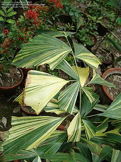 Caryota mitis 'variegata' - Palmpedia - Palm Grower's Guide