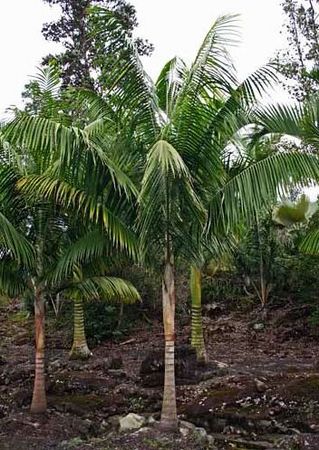 Rhopaloblaste elegans - Palmpedia - Palm Grower's Guide