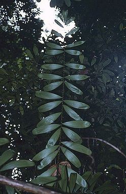 Ch2787926.jpg