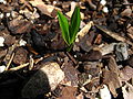 Thumbnail for version as of 10:47, 16 July 2009