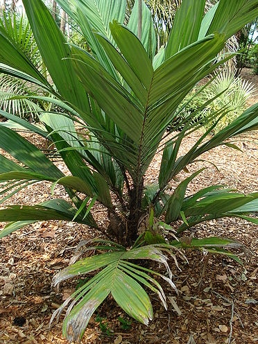 Astrocaryum mexicanum Palmpedia Palm Grower's Guide