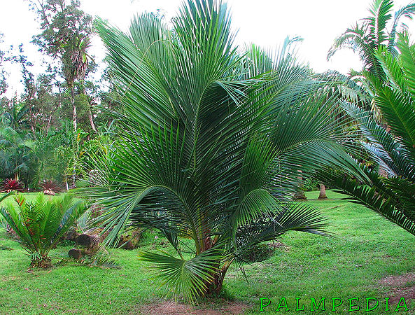 Beccariophoenix madagascariensis 'no windows' - Palmpedia - Palm Grower ...