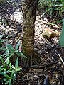 Thumbnail for version as of 04:07, 23 May 2013