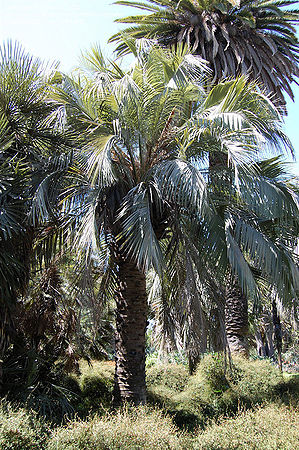 Butia odorata X Jubaea chilensis　希少ヤシ Butia odorata X Jubaea chilensis 希少ヤシ - メルカリ