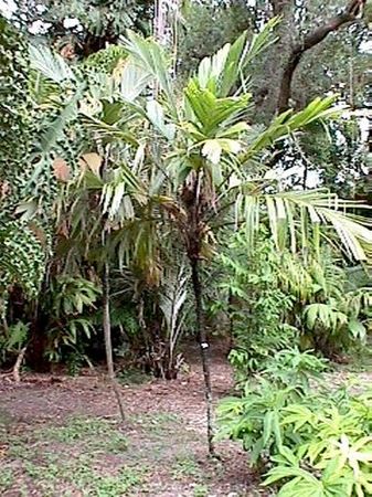 Astrocaryum mexicanum Palmpedia Palm Grower's Guide