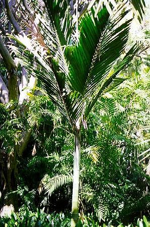 Cyphophoenix nucele Palmpedia Palm Grower's Guide