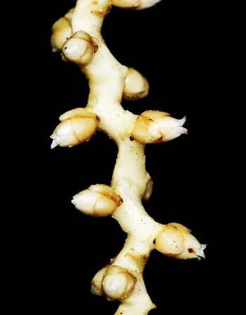 Archontophoenix tuckeri Palmpedia Palm Grower's Guide